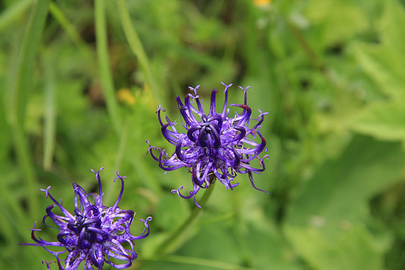 Phyteuma orbiculare (Round-headed rampion)