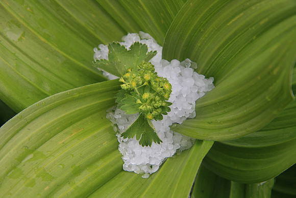 Hail in plant with a piece of rattleweed (we added).