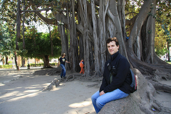 Ficus tree in Villa Garibaldi