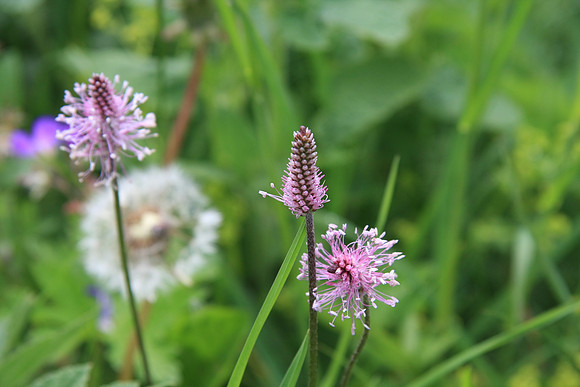 Unidentified flower - a bistort maybe