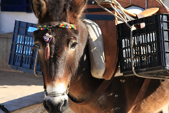 This fella has some worry beads on his head - he is ready for hauling