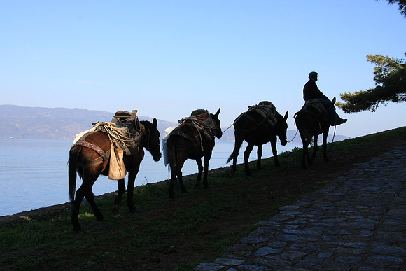 Mules transporting goods. Rider sits side-saddle.