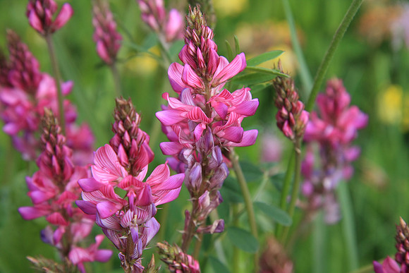 Unidentified flower spike