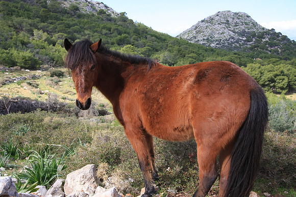 A colt on the trail, an escapee from an adjacent pasture.