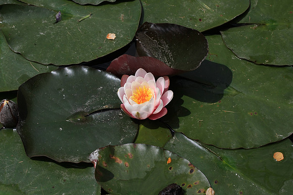 Lily