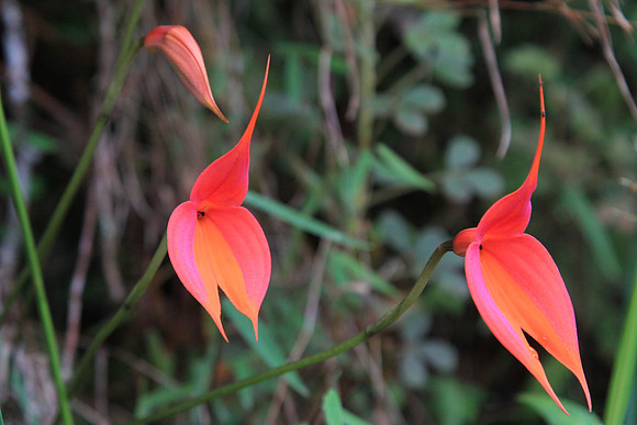 Masdevallia.