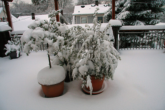Bay Laurel and Olive Tree are okay but a little weighted down by the snow.
