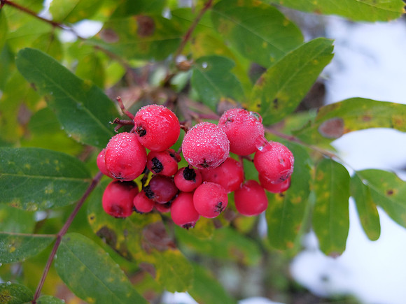 Mountain ash berries.