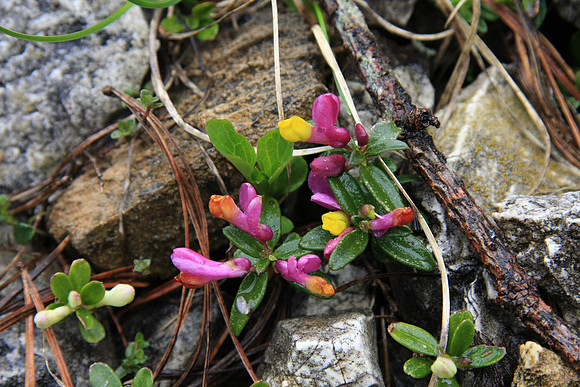 Also uncertain on this little plant.