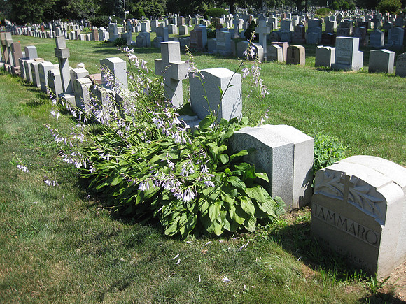 St. Johns in Queens. Vinti plot before cleanup.