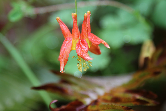 Red columbine (Angelica formosa)