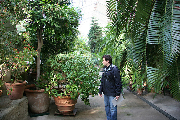 Large gardenia