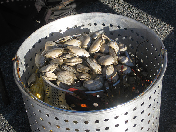 Quahogs - clams