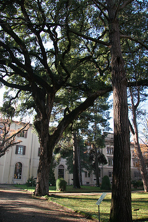 The cork oak
