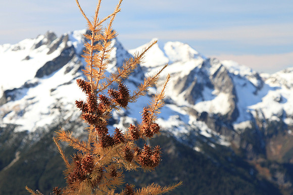 Larch cones.