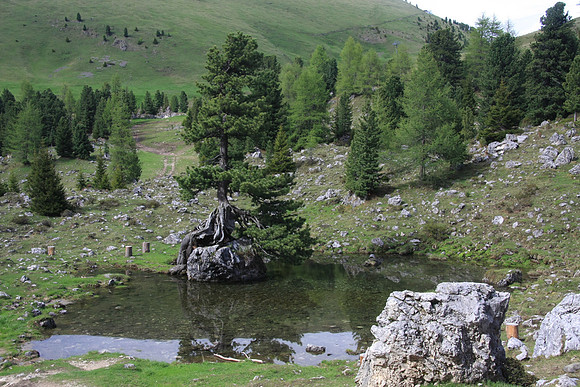 It's quite common to see pine trees growning on a rock like this one is.