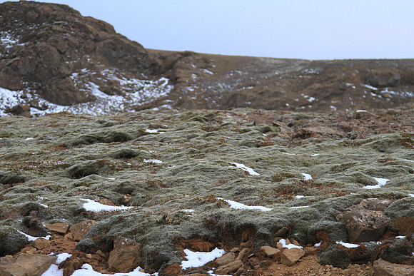 Wooly Fringe Moss, very common colonizer of lava.