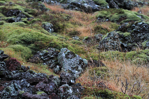 Moss, sedge, dwarf birch.