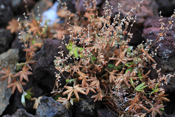 Alpine Lady's Mantle (Alchemilla alpina).