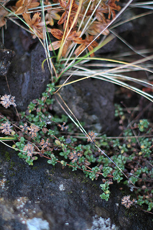 Wild Thyme (Thumus praecox subsp. articus).