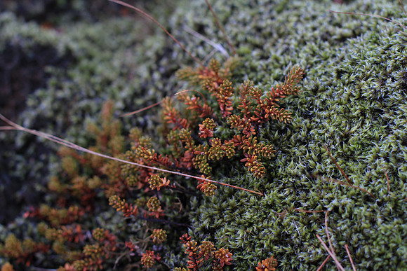Fringe Moss (Racomitrium lanuginosum) and Crowberry (Empetrum nigrum).