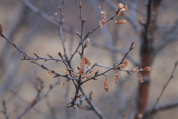 Likely Dwarf Birch (Betula nana).