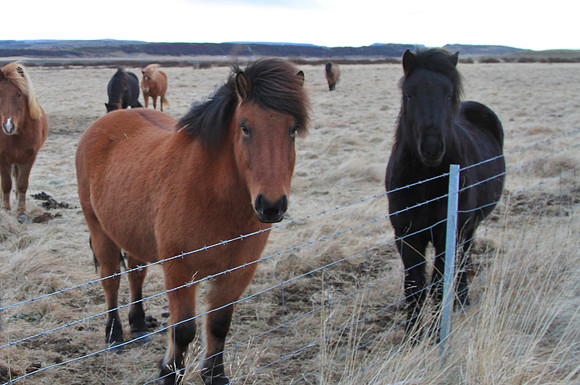 Icelandic Horses.