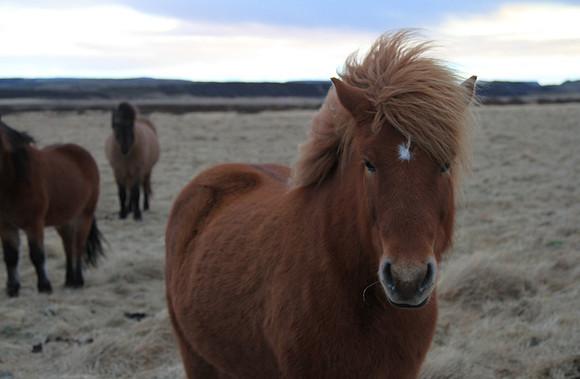 Icelandic Horse - Who you calling a pony?