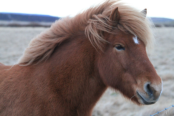 Icelandic Horse - I'm pretty and I know it.