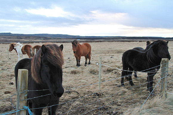 Icelandic Horses.