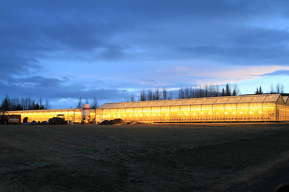 Greenhouse. About 80% of Iceland's energy comes from geothermal. So it's cheap to keep these greenhouses going.