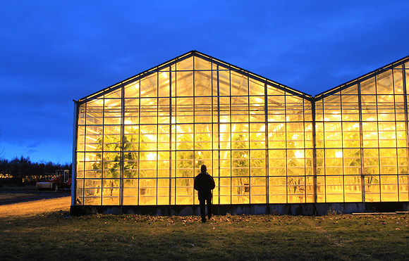 They are growing cucumbers! This is in Reykholt (Arnessysla) which is known for its greenhouses and hotsprings.