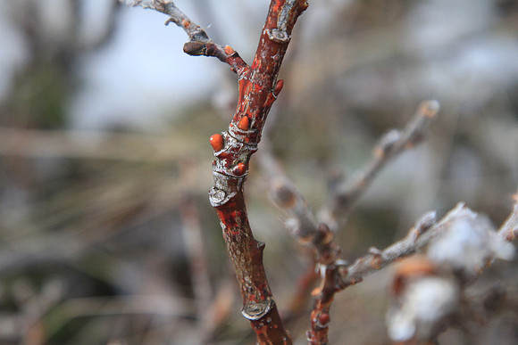 Maybe Downy Birch again.
