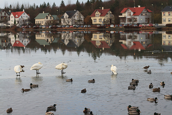 Ducks that can walk on water!