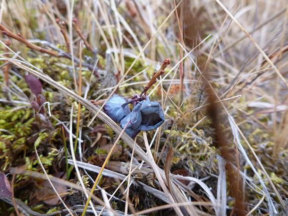 A type of bilberry.