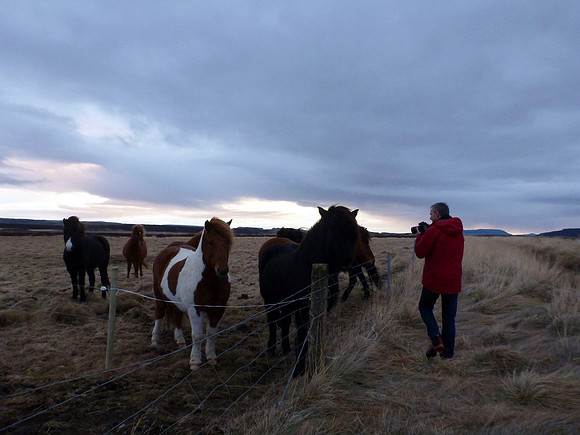 On the way home from Geysir, these horses beckoned for us to stop.