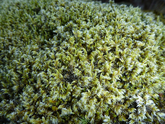 More fringe moss.