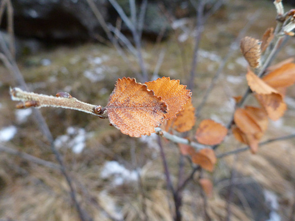 Downy Birch (Betula pubescens).