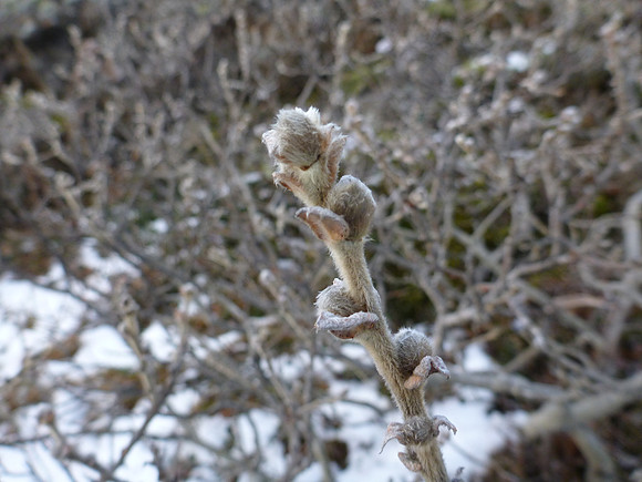 Buds for next year. Woolyly Willow (Salix lanata).