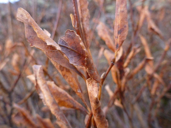 Tea-leaved Willow (Salix phylicifolia).