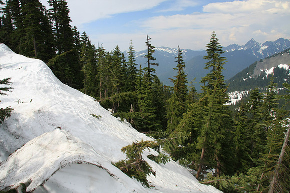 Trees Still Under the Weight of the Snow on North Side of Ridge