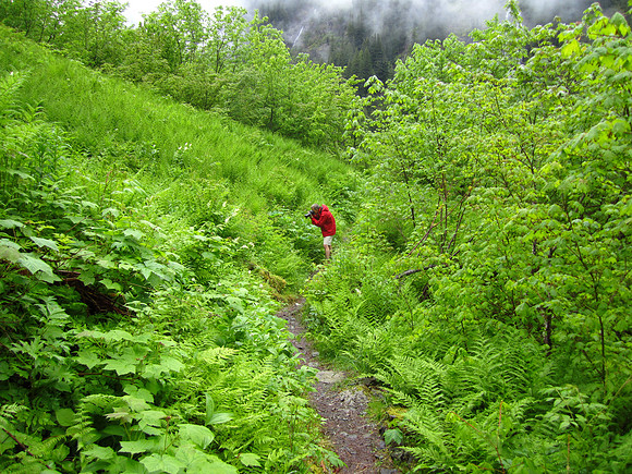 A spot of red in a sea of green.