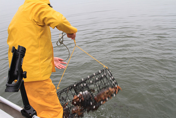 Hauling up one of four crab pots we had dropped the day before.