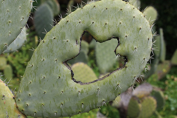 Cactus are plentiful on Monte Pellegrino