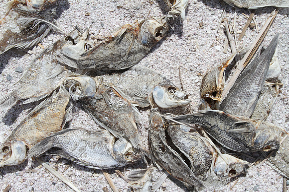 Dead tilapia at North Shore