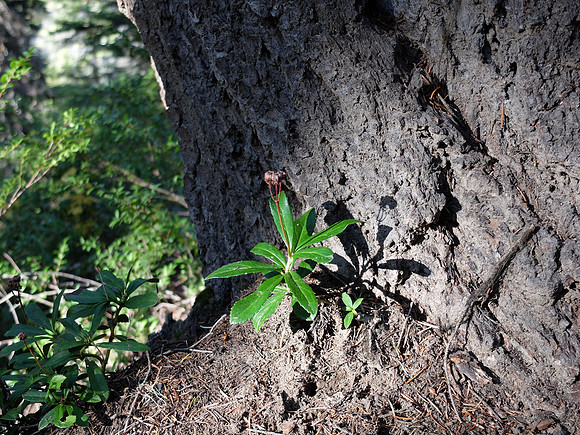 Prince's pine.