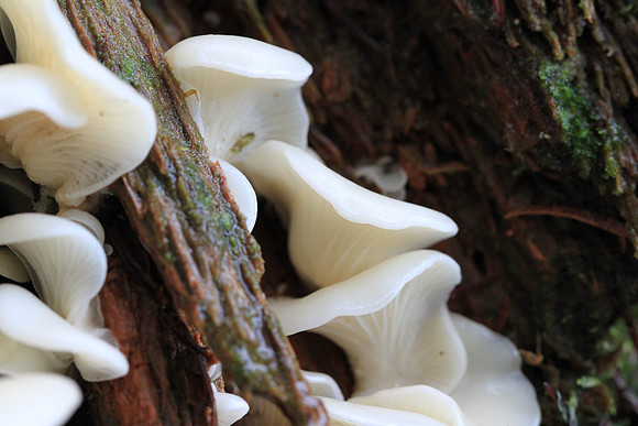 Ear? fungus.