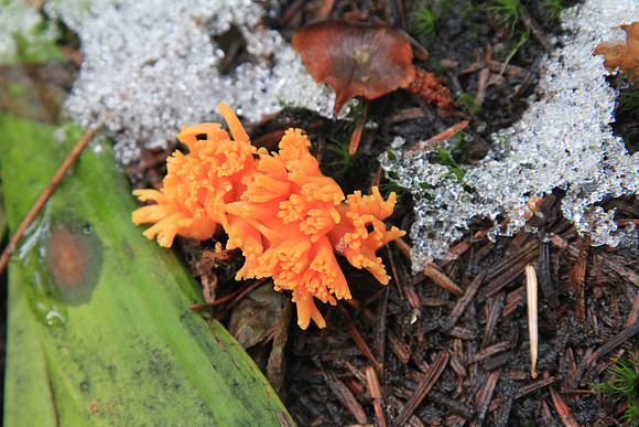 Fungus.