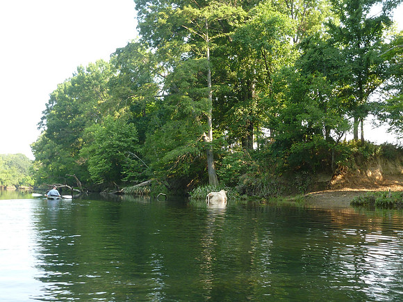 Kayaking. A cow cools off.