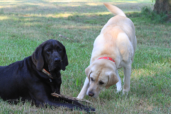 Give me that stick.